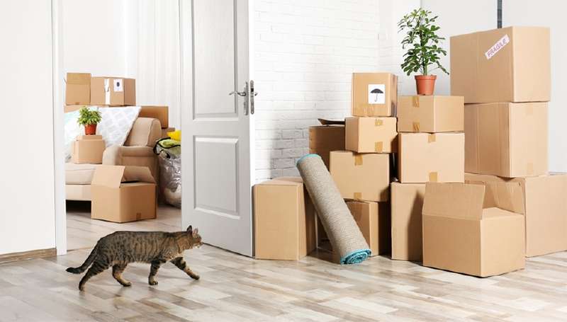 How to move to a new apartment without problems